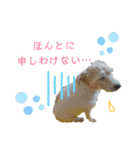 ジャックラッセルテリアのたまりちゃん（個別スタンプ：23）
