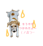 ジャックラッセルテリアのたまりちゃん（個別スタンプ：24）