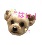 ヨーキーのきよひこです（個別スタンプ：1）