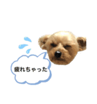 ヨーキーのきよひこです（個別スタンプ：2）