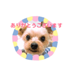 ヨーキーのきよひこです（個別スタンプ：3）