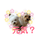 ヨーキーのきよひこです（個別スタンプ：5）