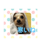 ヨーキーのきよひこです（個別スタンプ：6）