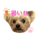 ヨーキーのきよひこです（個別スタンプ：8）