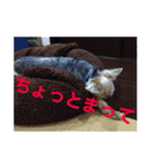 しる（個別スタンプ：1）