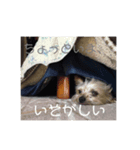 しる（個別スタンプ：2）