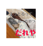しる（個別スタンプ：8）