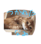 うにスタンプパート2（個別スタンプ：1）