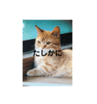 うにスタンプパート2（個別スタンプ：6）
