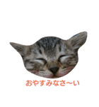 猫さんすたんぷ。（個別スタンプ：1）