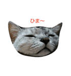 猫さんすたんぷ。（個別スタンプ：2）