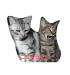 猫さんすたんぷ。（個別スタンプ：4）