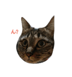 猫さんすたんぷ。（個別スタンプ：5）