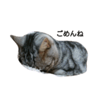 猫さんすたんぷ。（個別スタンプ：6）