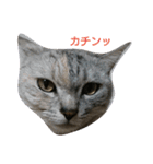 猫さんすたんぷ。（個別スタンプ：7）