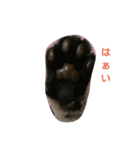 猫さんすたんぷ。（個別スタンプ：8）