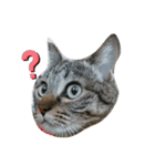 猫さんすたんぷ。（個別スタンプ：9）