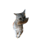 猫さんすたんぷ。（個別スタンプ：10）