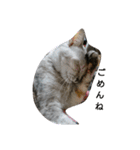 猫さんすたんぷ。（個別スタンプ：11）