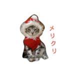 猫さんすたんぷ。（個別スタンプ：13）