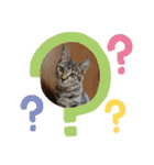 猫さんすたんぷ。（個別スタンプ：16）