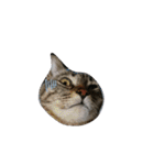 猫さんすたんぷ。（個別スタンプ：17）