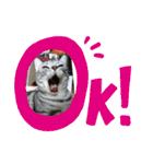 猫さんすたんぷ。（個別スタンプ：19）