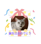 猫さんすたんぷ。（個別スタンプ：20）