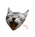 猫さんすたんぷ。（個別スタンプ：21）