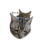 猫さんすたんぷ。（個別スタンプ：22）