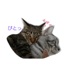 猫さんすたんぷ。（個別スタンプ：23）