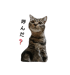 猫さんすたんぷ。（個別スタンプ：27）