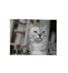 猫さんすたんぷ。（個別スタンプ：28）