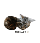 猫さんすたんぷ。（個別スタンプ：29）