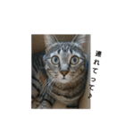 猫さんすたんぷ。（個別スタンプ：31）