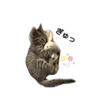 猫さんすたんぷ。（個別スタンプ：33）