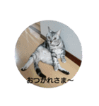 猫さんすたんぷ。（個別スタンプ：34）