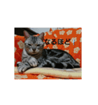 猫さんすたんぷ。（個別スタンプ：36）