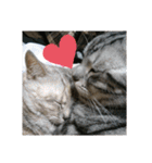 猫さんすたんぷ。（個別スタンプ：37）