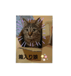 猫さんすたんぷ。（個別スタンプ：38）