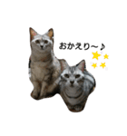 猫さんすたんぷ。（個別スタンプ：39）