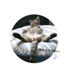 猫さんすたんぷ。（個別スタンプ：40）