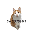 るーくんすたんぷ☆（個別スタンプ：8）
