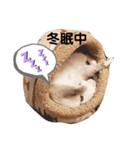 猫ミルクの日常スタンプ②（個別スタンプ：1）