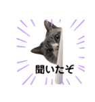 猫ミルクの日常スタンプ②（個別スタンプ：3）