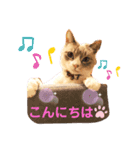 猫ミルクの日常スタンプ②（個別スタンプ：5）