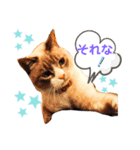 猫ミルクの日常スタンプ②（個別スタンプ：6）