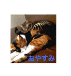 レオタマスタンプ（個別スタンプ：2）