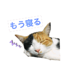 レオタマスタンプ（個別スタンプ：3）