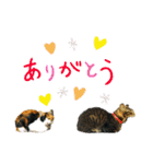 レオタマスタンプ（個別スタンプ：4）